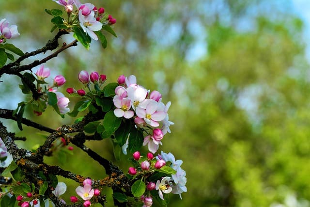 Sådan skaber du et æbletræ-espalier: En trinvis vejledning